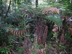 Dicksonia lanata subsp. hispida: mature plant showing fronds arising from a short trunk.
 Image: L.R. Perrie © Leon Perrie 2003 CC BY-NC 3.0 NZ